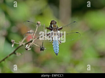 Ampio maschio corposo Chaser-Libellula depressa.uk Foto Stock