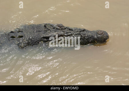 Australia, NT, Winnellie 1 ora da Darwin. Finestra sulle zone umide Riserva Naturale, Adelaide River. Grande maschio coccodrillo di acqua salata Foto Stock