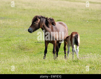 Exmoor Pony e puledro, Exmoor, Devon. Rare e in via di estinzione della razza di cavalli, Equus ferus caballus, equidi. Foto Stock