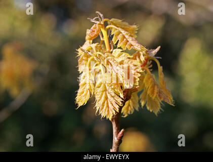 Nuove foglie del Golden Oak Tree, Quercus rubra 'aurea', Fagaceae. Foto Stock