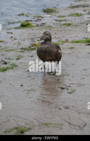 Femmina eider duck sulla spiaggia Seahouses Northumberland Inghilterra Gran Bretagna Foto Stock
