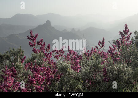 Gran Canaria, Caldera de Tejeda, nel tardo pomeriggio di luce, canaria di salvia, Salvia canariensis, in fiore Foto Stock