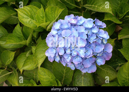 Ortensie blu annidato in foglie di colore verde scuro. Foto Stock