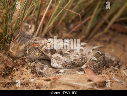 Sind saw-scaled viper (Echis Carinatus), Sharjah Emirati arabi uniti Foto Stock