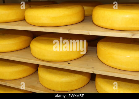 Freschi formaggi a Schep dairy farm in Gouda, Paesi Bassi. La fattoria produce premiato formaggi. Foto Stock