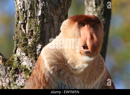 Ritratto di un maschio maturo Asian proboscide o becchi lunghi di scimmia (Nasalis larvatus) Foto Stock