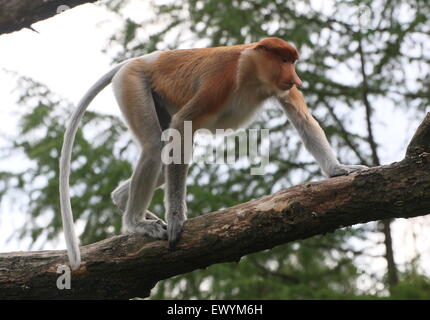 Giovane maschio del Sud Est Asiatico proboscide o becchi lunghi di scimmia (Nasalis larvatus) in una struttura ad albero. Foto Stock