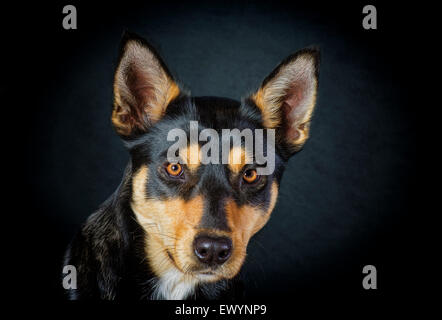 Ritratto di australian kelpie cane Foto Stock