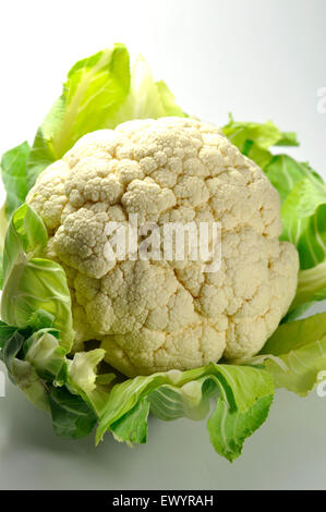 Una testa di cavolfiore Foto Stock