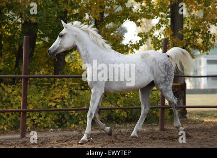 Al galoppo arabian sportiva cavallo di razza in corral Foto Stock