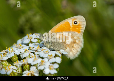 Anello comune Coenonympha tullia vicino al Parco Nazionale di Bryce Canyon, Garfield County, Utah, Stati Uniti 22 giugno adulto Foto Stock