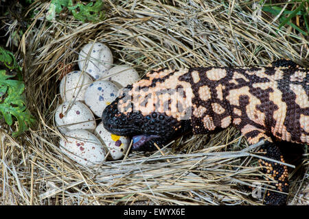 Gila Monster Heloderma suspectum suspectum Tucson, Arizona, Stati Uniti 13 giugno adulto retuiculated (modulo) mangiare Gambel's Foto Stock