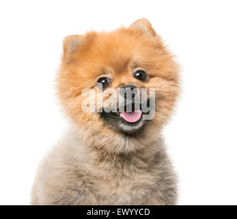 Pomerania (3 anni) davanti a uno sfondo bianco Foto Stock