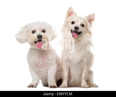 Maltese e Chihuahua davanti a uno sfondo bianco Foto Stock