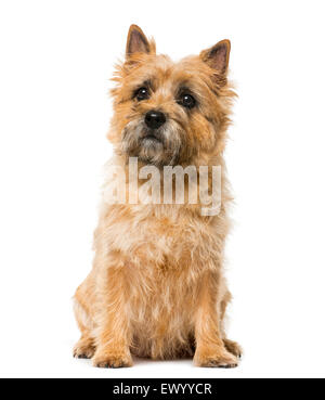 Cairn Terrier (5 anni) davanti a uno sfondo bianco Foto Stock