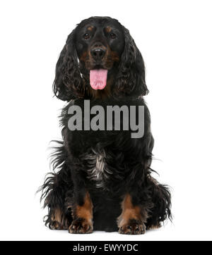 American Cocker Spaniel (4 anni) davanti a uno sfondo bianco Foto Stock