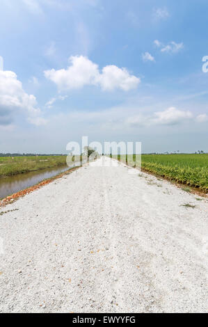 Strada di campagna attraverso il campo di risone Foto Stock