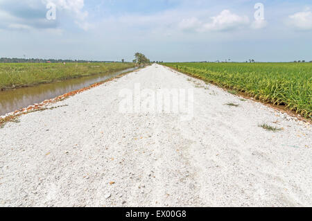 Strada di campagna attraverso il campo di risone Foto Stock