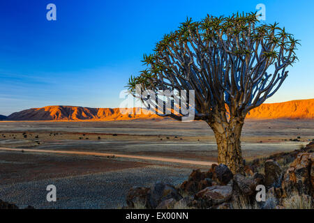 Faretra albero o kocurboom (Aloe dichotoma) nella parte anteriore del Rooirand montagne nella luce della sera, Tiras Mountains, Namibia Foto Stock