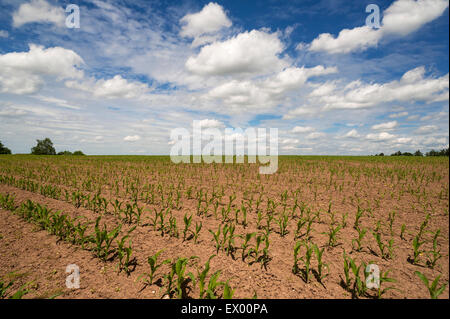 Giovani piante di mais (Zea mays) nel campo sotto il cielo nuvoloso, Baviera, Germania Foto Stock