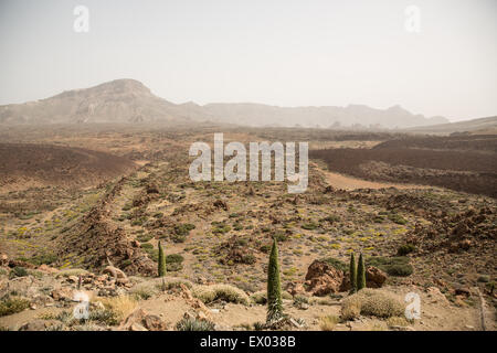 Paesaggio di El Parco Nazionale del Teide, Tenerife, Isole Canarie, Spagna Foto Stock