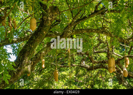 Salsiccia Tree (Kigelia pinnata) Dominica West Indies Foto Stock