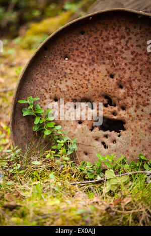 Rusty barile di petrolio in foresta Foto Stock