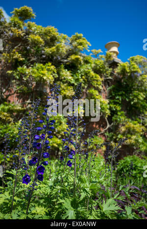 Deep Blue Delphiniums in un inglese un giardino estivo. Foto Stock