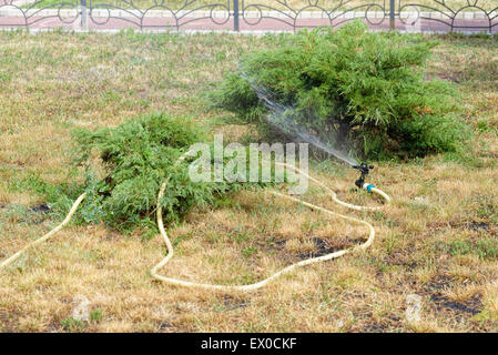 Automatico di tubo da giardino con sprinkler la spruzzatura di acqua fresca sul prato duding una calda giornata estiva Foto Stock