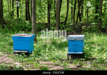 Parte di apiario con vista verso l'alveare, Zavet, Bulgaria Foto Stock