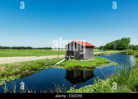 Mirtillo palustre bog, Whitesbog, New Jersey, STATI UNITI D'AMERICA Foto Stock