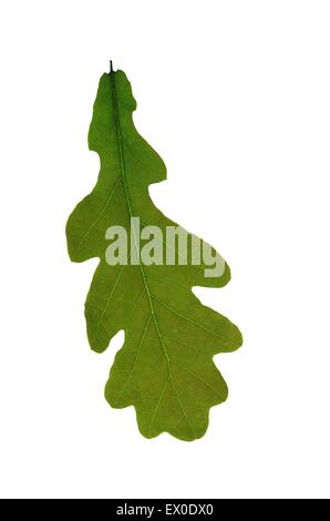 Foglie di quercia su sfondo bianco Foto Stock