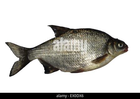 Grandi orate fresche su sfondo bianco Foto Stock