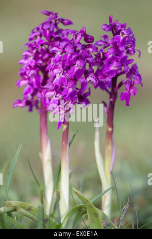 Inizio orchidee viola (Orchis mascula) crescente, vicino a Settle, Craven District, Yorkshire Dales, North Yorkshire, Regno Unito Foto Stock