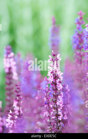 La Salvia x superba Rose Queen'. Ornamentali piante di salvia fioritura Foto Stock