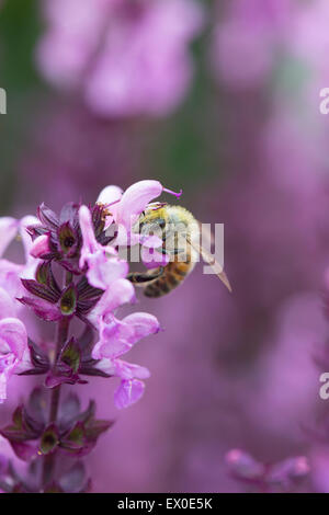 Il miele delle api su un Salvia x superba "Regina di Rose' Fiore Foto Stock