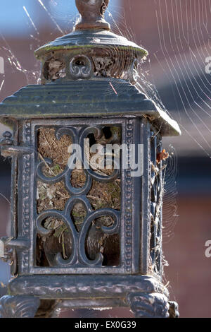 Northampton, Regno Unito. 03 Luglio, 2015. Una coppia di Wren. Troglodytes troglodyter (Troglodytidae) nesting in un vecchio ghisa lampada e sono ora occupato alimentando la loro pulcini, 3 sono state visto fino ad ora. Credito: Keith J Smith./Alamy Live News Foto Stock