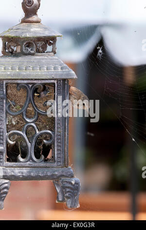 Northampton, Regno Unito. 03 Luglio, 2015. Una coppia di Wren. Troglodytes troglodyter (Troglodytidae) nesting in un vecchio ghisa lampada e sono ora occupato alimentando la loro pulcini, 3 sono state visto fino ad ora. Credito: Keith J Smith./Alamy Live News Foto Stock