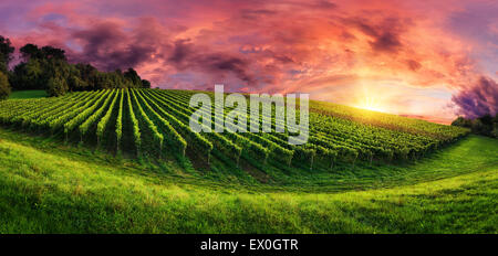 Panorama del paesaggio con una vigna su una collina e il magnifico tramonto rosso sky Foto Stock
