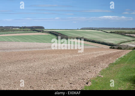 Mosaico di campi/terreni agricoli in primavera a Thixendale nel Yorkshire Wolds, East Yorkshire, Regno Unito Foto Stock