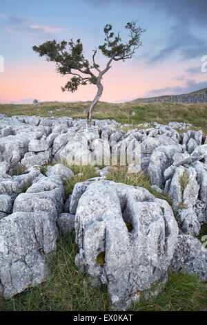 Albero di biancospino crescente tra calcare a Twisleton cicatrice sopra Ingleton, Kingsdale, Yorkshire Dales, North Yorkshire, Regno Unito Foto Stock