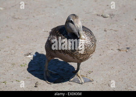 Unica donna eider duck sulla spiaggia Seahouses Northumberland Inghilterra Gran Bretagna Foto Stock