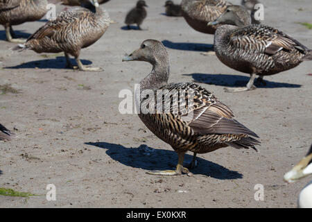 Eider femmina anatre con pulcini sulla spiaggia Seahouses Northumberland Inghilterra Gran Bretagna Foto Stock