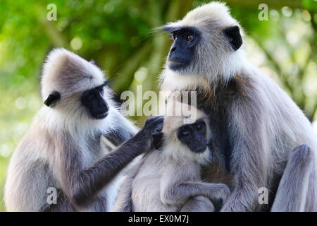 La mischia Tufted Langur famiglia Foto Stock