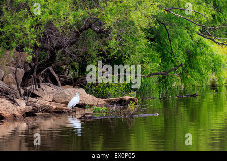 Grande garzette sulla riva del lago. Foto Stock