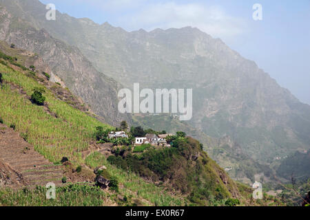 Campi terrazzati con la canna da zucchero delle piante nella Ribeira Grande valle sull'isola di Santo Antão, Capo Verde / Cabo Verde, Africa Foto Stock