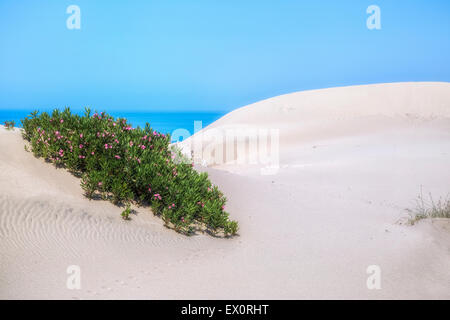 Spiaggia di Patara, Lycia, Kalkan, Antalya, Turchia Foto Stock