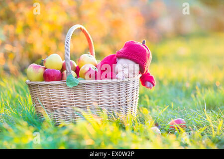 Adorable del neonato in un grande cesto con mele in un giardino su una soleggiata giornata autunnale Foto Stock