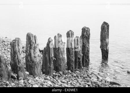 Legno stagionato inguine in spiaggia con molte pietre ghiaia in bianco e nero Foto Stock