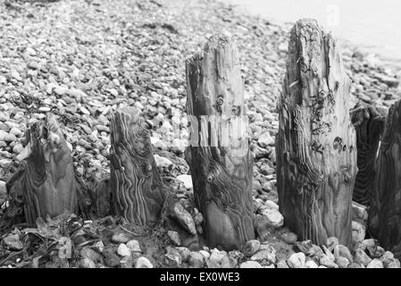 Legno stagionato inguine in spiaggia con molte pietre ghiaia in bianco e nero Foto Stock